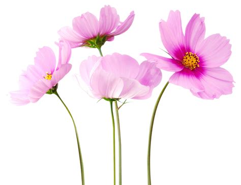 Cosmea Flower PNG Image - PurePNG | Free transparent CC0 PNG Image Library png image