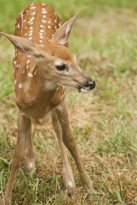 Baby Deer Whitetail Fawn By Debra Breton Baby Deer Whitetail Fawn