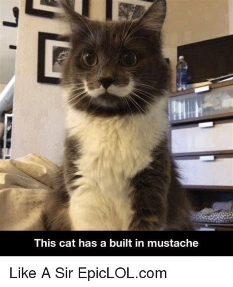 This Cat Has A Built In Mustache Like A Sir Epiclolcom Meme On Sizzle