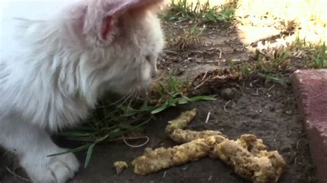 Sometimes she throws up foamy stuff. Cat Keeps Throwing Up - Cat and Dog Lovers