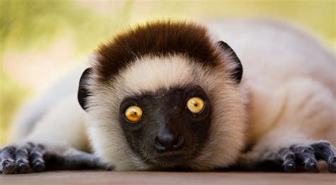 Lemurs Of Madagascar Photo Gallery Africa Geographic