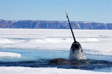 Pictures Of Narwhals Part 2