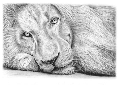 Pencil Drawing Of A Lion Haldir The White African Lion