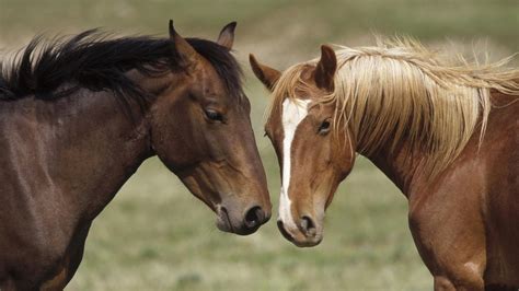 Horse Animals Wallpapers Hd Desktop And Mobile Backgrounds