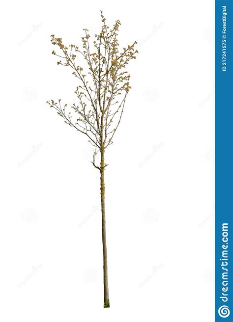 Yellow Leafed Tree Cut Out Isolated On White Background Stock Image