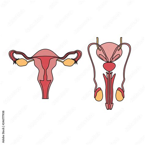 Draw A Labelled Diagram Of Female Reproductive System Vrogue Co