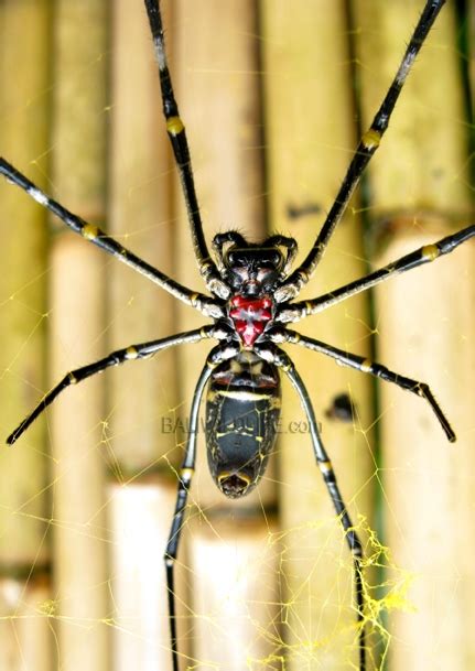 Giant Wood Spiders Nephila Vitiana Bali Wildlife
