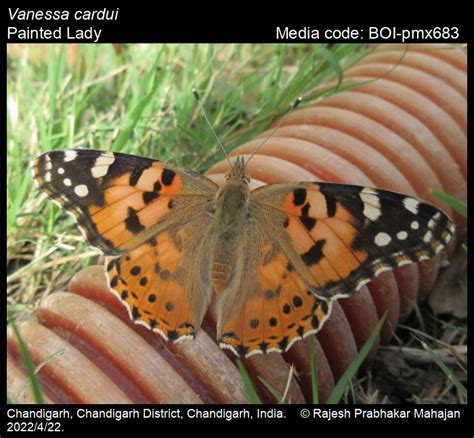 Vanessa Cardui Linnaeus 1758 Painted Lady Butterfly
