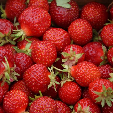 Free Images Plant Raspberry Fruit Berry Food Produce Strawberry