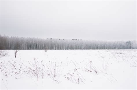 Free Photo Winter Woods Bunch Cold Forest Free Download Jooinn