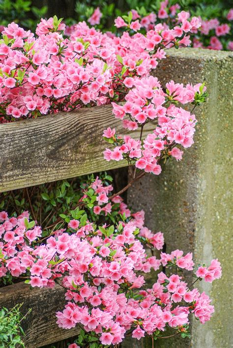 9 best flowering shrubs to plant for great curb appeal landscaping flowering shrubs curb