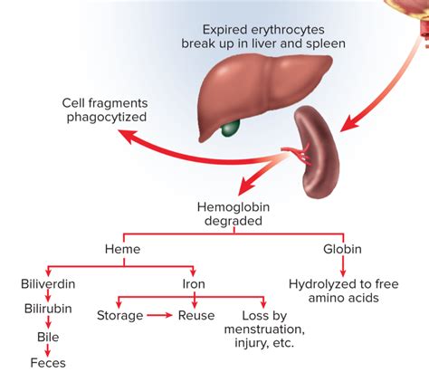 Hemoglobin Breakdown Diagram Quizlet