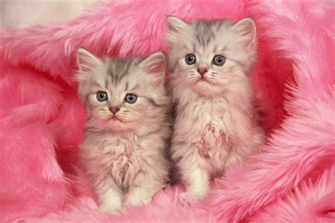Two Kittens In Pink Blanket Wallpaper Animals Wallpaper Better