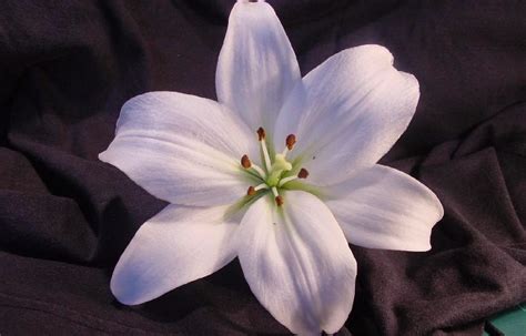 Bunga Lili Atau Bunga Bakung