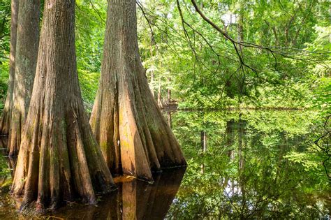 Bald Cypress In Summer Green Texas Forests Swamps Texas Trees