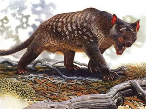Natureza Animais Pré Históricos Australianos Foram Extintos Pelo