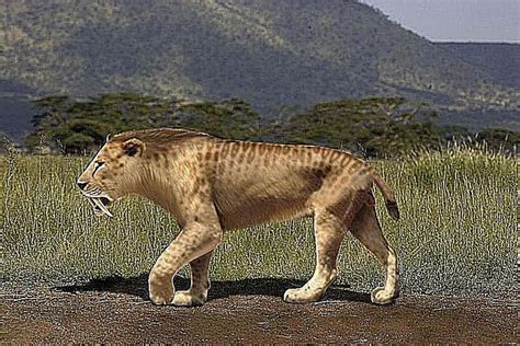 Pictures And Profiles Of Saber Toothed Cats