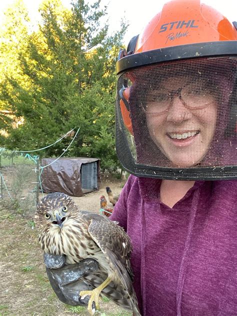 2 Years Ago I Caught A Very Happy Hawk In My Chicken Coop Rpics