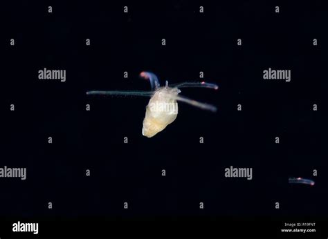 Larval Pelagic Sea Snail Gastropoda Class Swimming Night Dive Tk1