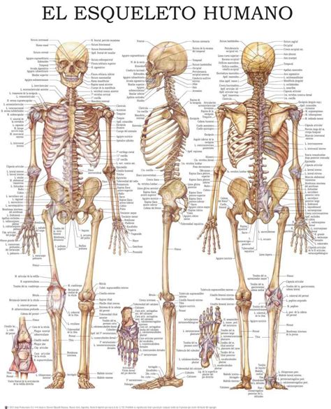 El Esqueleto Humano Guía Rápida De Referencia Ideal Para Estudiantes