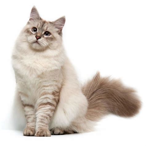 Siberian Cat Breed Information Siberian Cat Characteristics Grooming