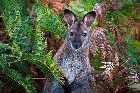 10 Native Australian Animals