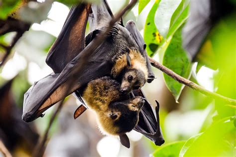 Bats Flying Foxes Spectacled Free Photo On Pixabay Pixabay