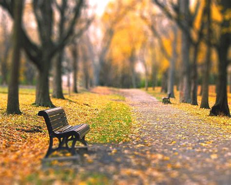 Landscape Graphy Fall Park Bench Nature Yellow Autumn Benches Hd