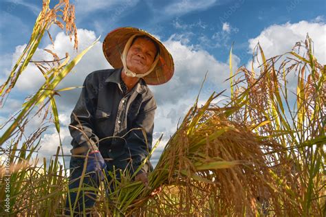 Vietnamese Farmer Working On Rice Field In Delta Vietnam Stock Photo