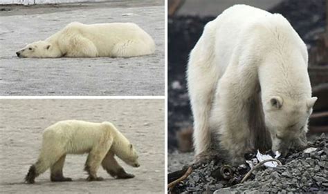 Polar Bear Spotted Wandering Siberia Russia After Starving In Arctic