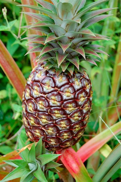 When To Harvest Pineapple Tropical Looking Plants Other Than Palms