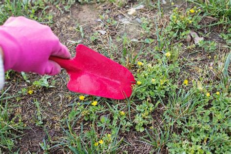 How to reseed a lawn. Tips on Reseeding a Lawn | Hunker