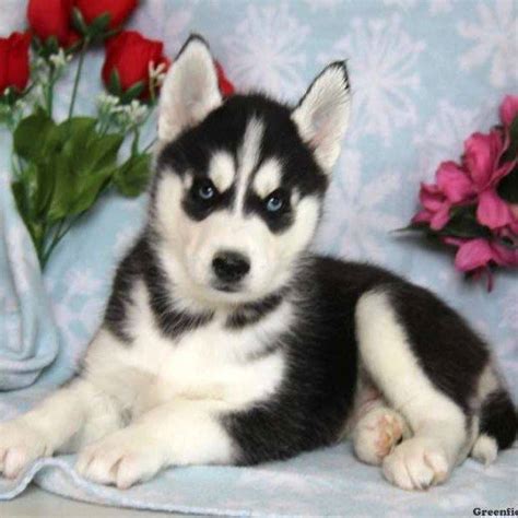 How Do One Tell That A Dogpuppy Is A Husky Or A Malamute
