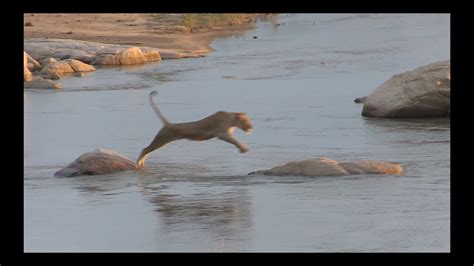 Lion Crosses River The Hard Way Youtube