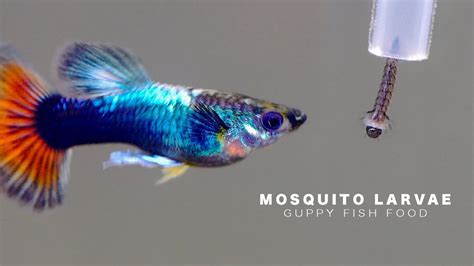 Guppy Fish Eats Mosquito Larvae 孔雀魚吃孑孓 Youtube