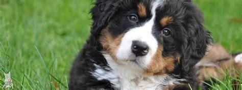 Shop Our Bernese Mountain Dog Collection For Your Berners Care Needs
