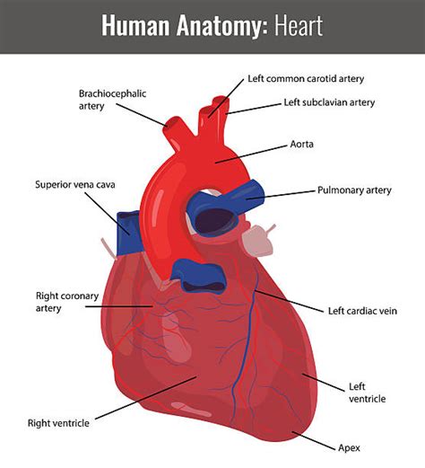 Coronary Artery Illustrations Royalty Free Vector Graphics And Clip Art