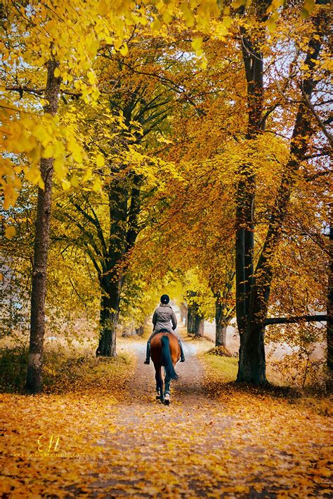 Pin By Tracy Batchelder On A U T U M N Autumn Scenery Horses Horse