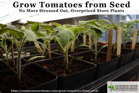 Jun 03, 2020 · these tiny tomato plants grow 6 to 12 inches tall and equally wide. Grow Tomatoes from Seed - Save Money, Get More Varieties