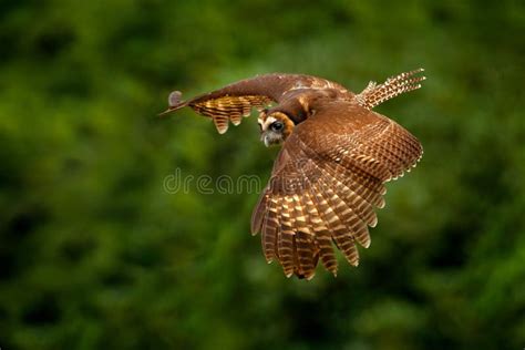 Spectacled Owl Pulsatrix Perspicillata Big Owl In The Nature Habitat