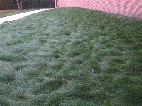 Best Drought Tolerant Grass For Southern California Less Lawn