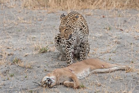 Cat Fight Leopard Vs Caracal Africa Geographic