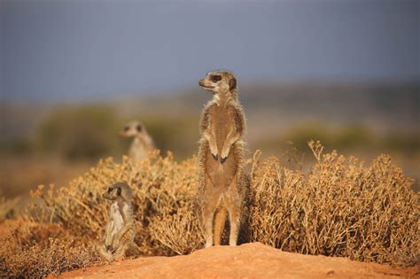 How To See Meerkats In South Africa