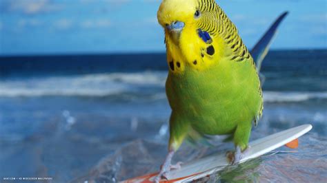 Parakeet Budgie Parrot Bird Tropical 24 Wallpapers Hd Desktop