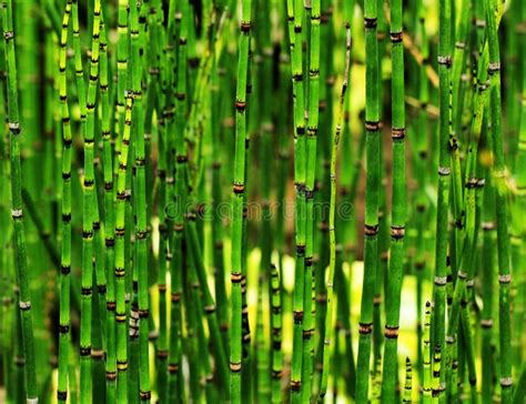 Tiges En Bambou Photo Stock Image Du Vert Instruction