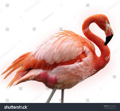 Pink Flamingo Bird On White Background Stock Photo 122333455 Shutterstock