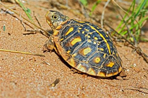 Baby Box Turtle Your A Z Beginner Friendly Care Sheet