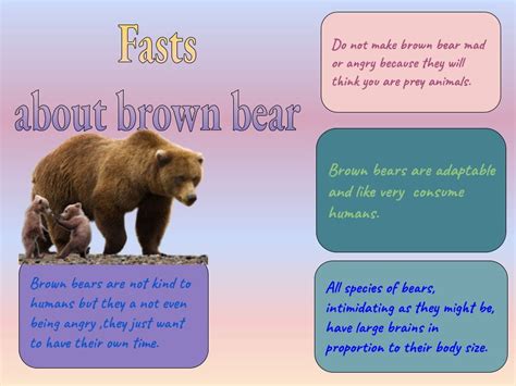 Facts About Brown Bear Ji Woo Belfast School