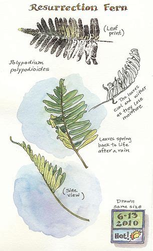 A Nature Art Journal In Southwest Florida Resurrection Fern Botanical