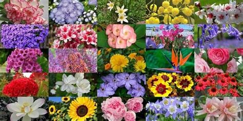 Nama nama bunga di malaysia. 31 Gambar Bintang Dan Namanya- Kumpulan Nama Bunga Lengkap ...